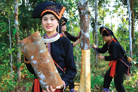 Thu hoạch quế Văn Yên