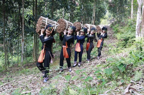 Thu hoạch quế Văn Yên