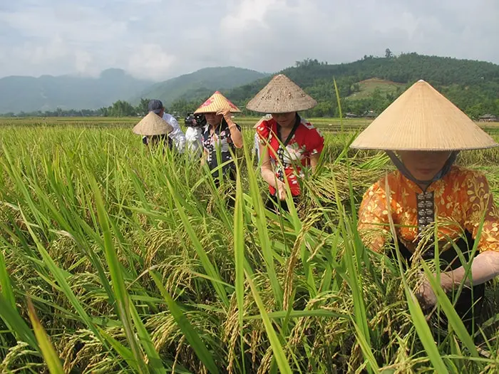 Gạo Séng Cù Hạt Tròn Hạt Dài Xát Mộc Ngon Nhiều Dưỡng Chất