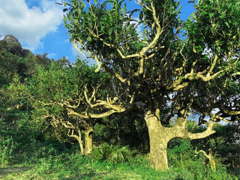 Cây trà Shan Tuyết cổ thụ